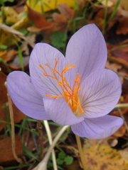 Crocus speciosus