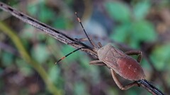 Anoplocnemis