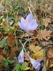 Crocus speciosus