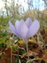 Crocus speciosus