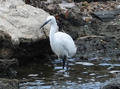 Egretta garzetta