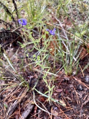 Trichostema setaceum