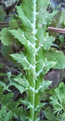 Galactites tomentosus