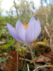 Crocus speciosus