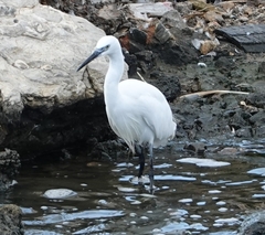 Egretta garzetta
