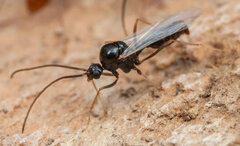 Ocymyrmex velox