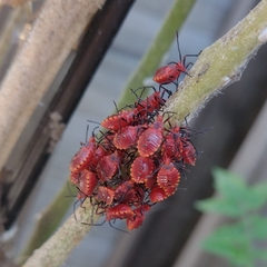 Spartocera