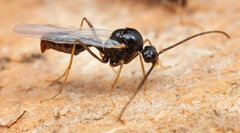 Ocymyrmex velox