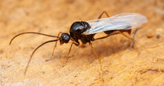Ocymyrmex velox