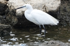 Egretta garzetta