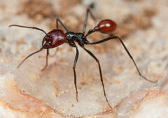 Ocymyrmex velox