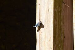 Kaniska canace nojaponicum