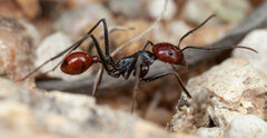 Ocymyrmex velox