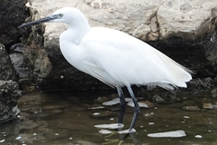 Egretta garzetta