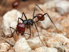 Ocymyrmex velox