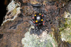 Eumorphus quadriguttatus pulchripes