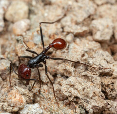 Ocymyrmex velox