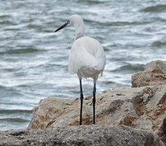 Egretta garzetta