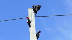 Campephilus leucopogon