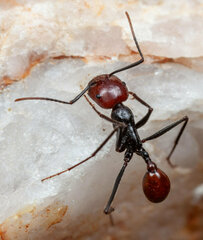 Ocymyrmex velox