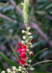 Melaleuca viminalis
