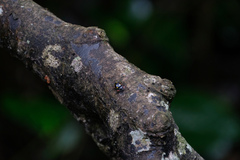 Eumorphus quadriguttatus pulchripes
