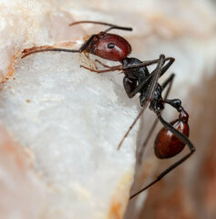 Ocymyrmex velox