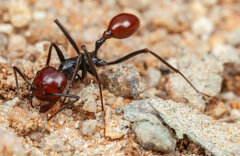 Ocymyrmex velox