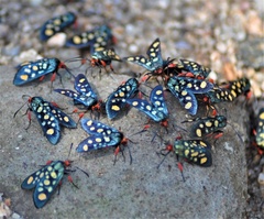 Arniocera auriguttata