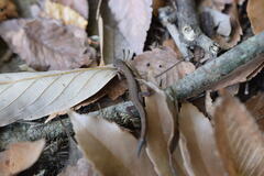 Takydromus tachydromoides