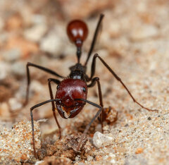 Ocymyrmex velox