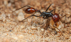 Ocymyrmex velox
