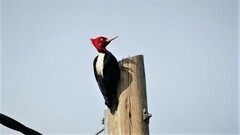 Campephilus leucopogon