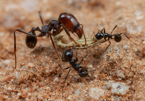Carebara kunensisCarebara kunensis