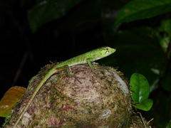 Polychrus marmoratus