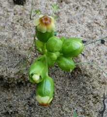Voacanga bracteata
