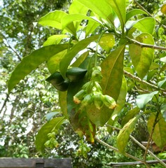 Voacanga bracteata