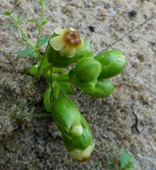Voacanga bracteata