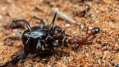 Tetramorium sericeiventre