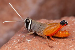 Damaracris rupestris