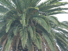 Polyboroides typus
