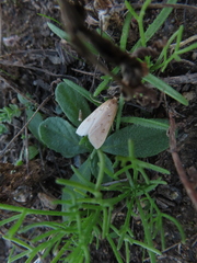 Achyra nudalis