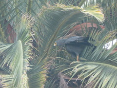 Polyboroides typus