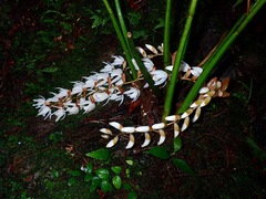 Coelogyninae