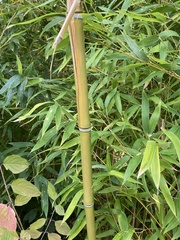 Phyllostachys