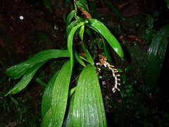 Coelogyninae