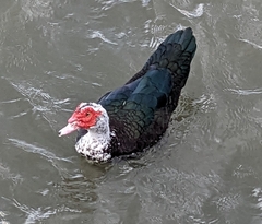 Cairina moschata domestica