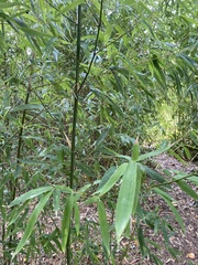 Phyllostachys