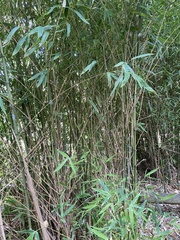 Phyllostachys