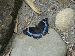 Kaniska canace
